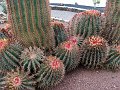 12 Antigua - Giardino Botanico